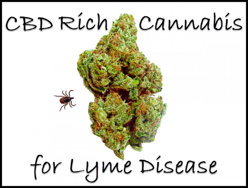 cbd cannabis for lyme disease