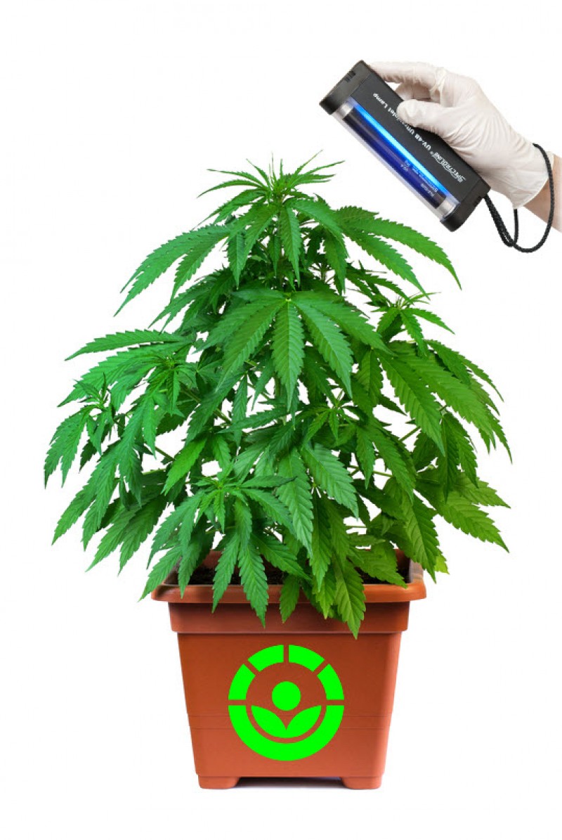 irradiations on cannabis plants for mold