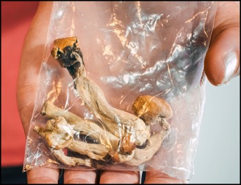 Magic Mushrooms - Should They Be Dried Out or Fresh When You Eat Them?