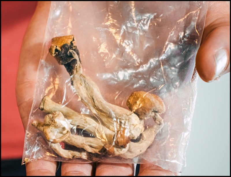 dried or fresh magic mushrooms