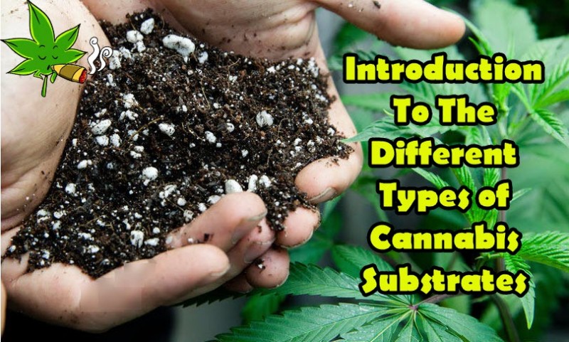 cannabis soil substrates
