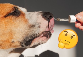 As the Popularity of CBD Oil for Dogs Continues to Grow, So Do the Scams Unfortunately