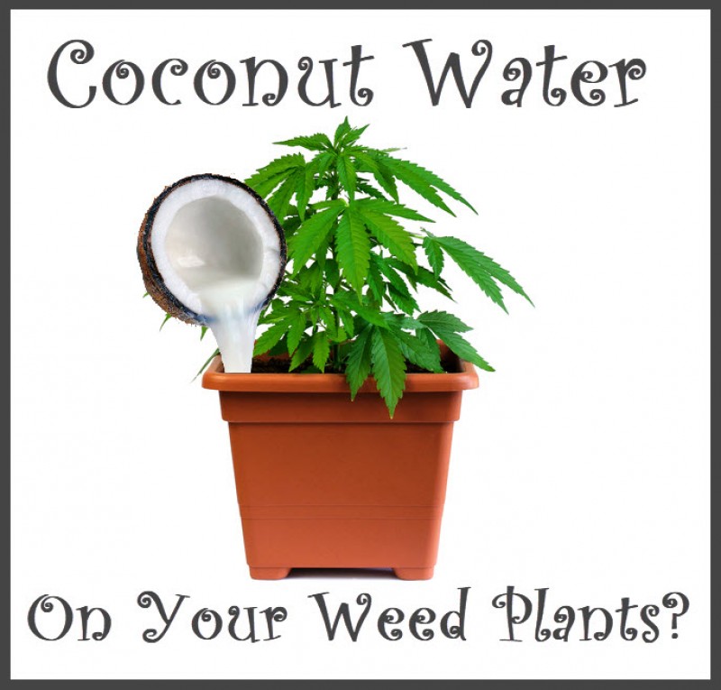 coconut water marijuana plants