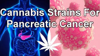 Cannabis Strains For Pancreatic Cancer