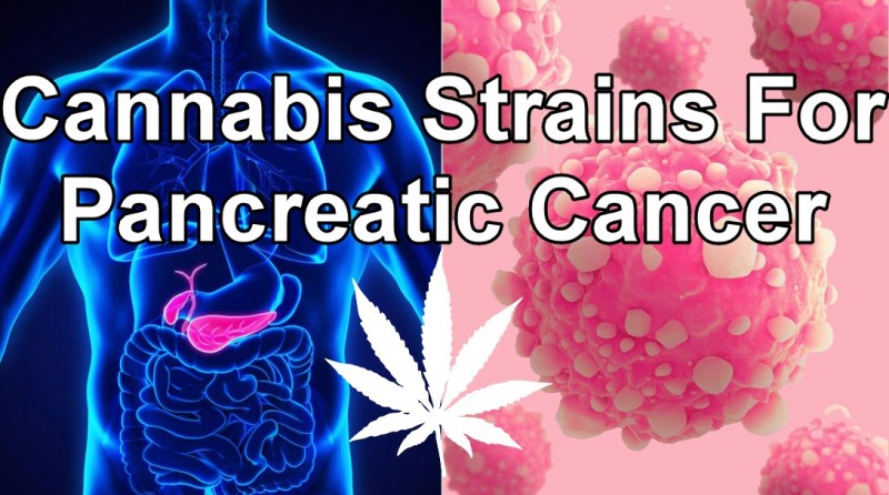 cannabis for pancreatic cancer