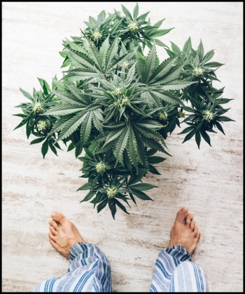 6 Simple Steps to Start Growing Cannabis at Home (GUIDE)