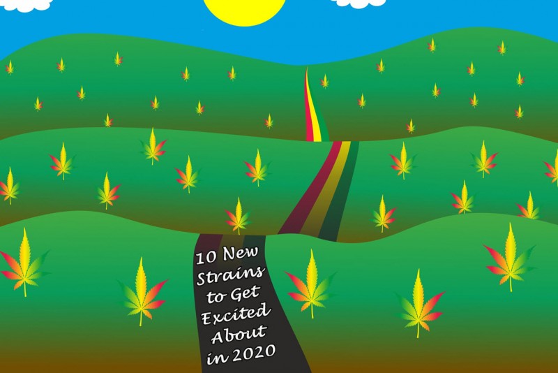 good new cannabis strains