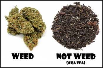 Cops Try to Arrest 2 Ex-CIA Agents for Growing Weed, Except They Were Growing Tea Leaves