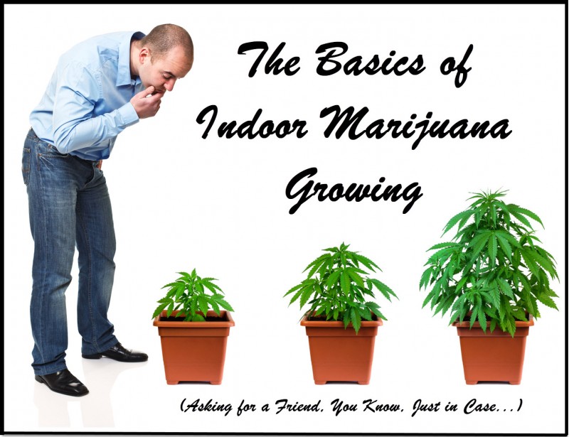 indoor marijuana growing basics