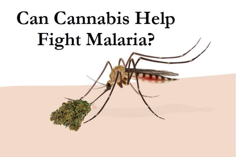 marijuana and malaria