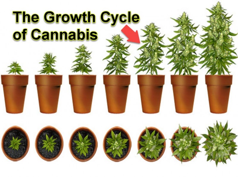 cannabis grow cycle