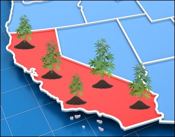 Cannabis is the King of California - California Makes More from Marijuana Than the Next 5 Largest Crops Combined!