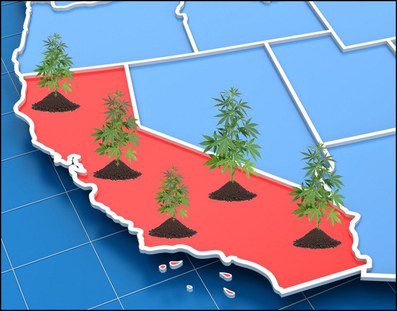 California cannabis crops