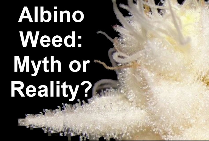 Albino Cannabis - Myth or Reality?