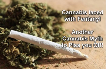 The Cannabis Laced Fentanyl Myth