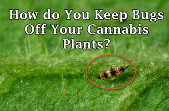 5 Ways To Keep Pests Off Your Cannabis