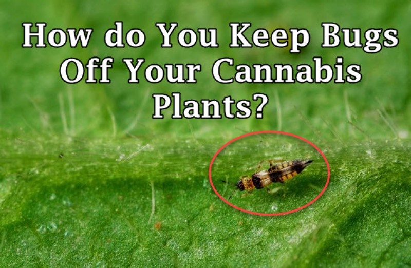 cannabis bugs