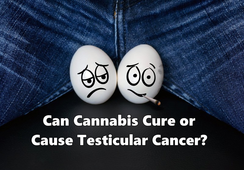 cannabis for testicular cancer