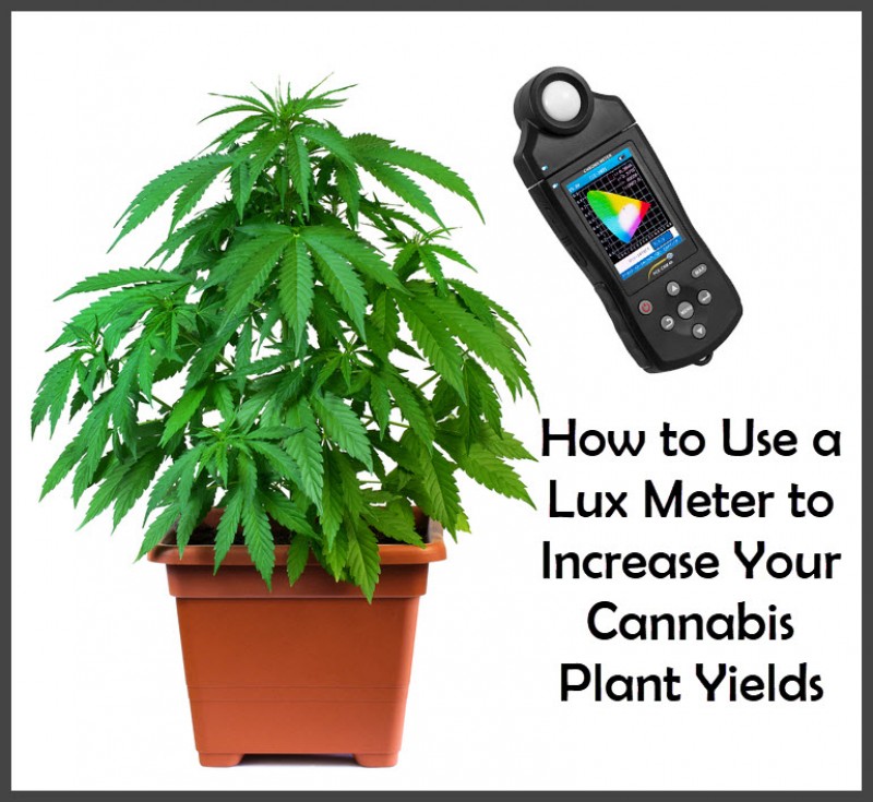 lux meter in marijuana