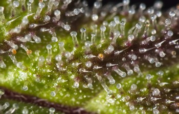 Trichome Color Changes Tell You When to Harvest Your Cannabis Buds?