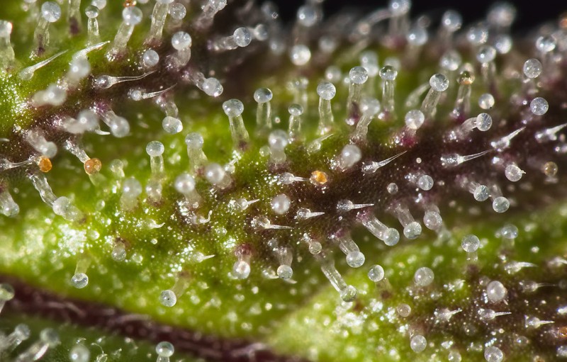 trichome cannabis harvest