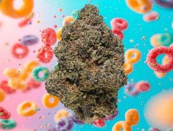 Black Tie’s Fruity Loops: The Top THCA Flower at High Times Hemp Cup