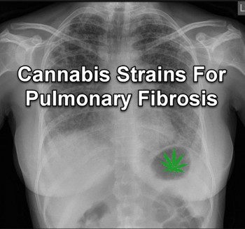 Cannabis Strains For Pulmonary Fibrosis