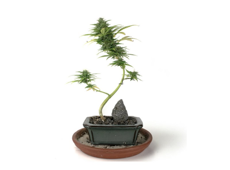 Bonsaiajuana - How to Make Your Marijuana Plant a Bonsai Tree