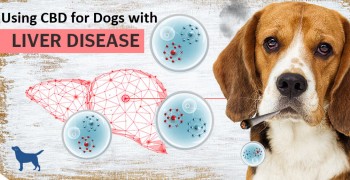 How Can CBD Help Treat Liver Issues in Dogs?
