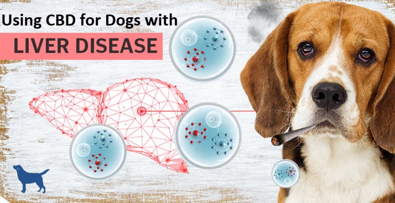 cbd for dogs with liver disease