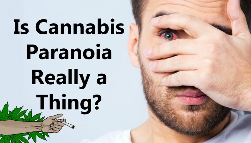 cannabis paranoia