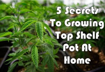 5 Secrets To Growing Top Shelf Pot At Home