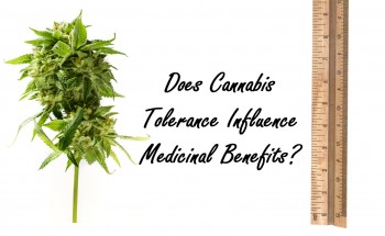 Does Cannabis Tolerance Influence Medicinal Benefits?