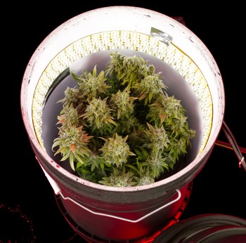 What are Space Buckets and How Do You Grow Weed in One?
