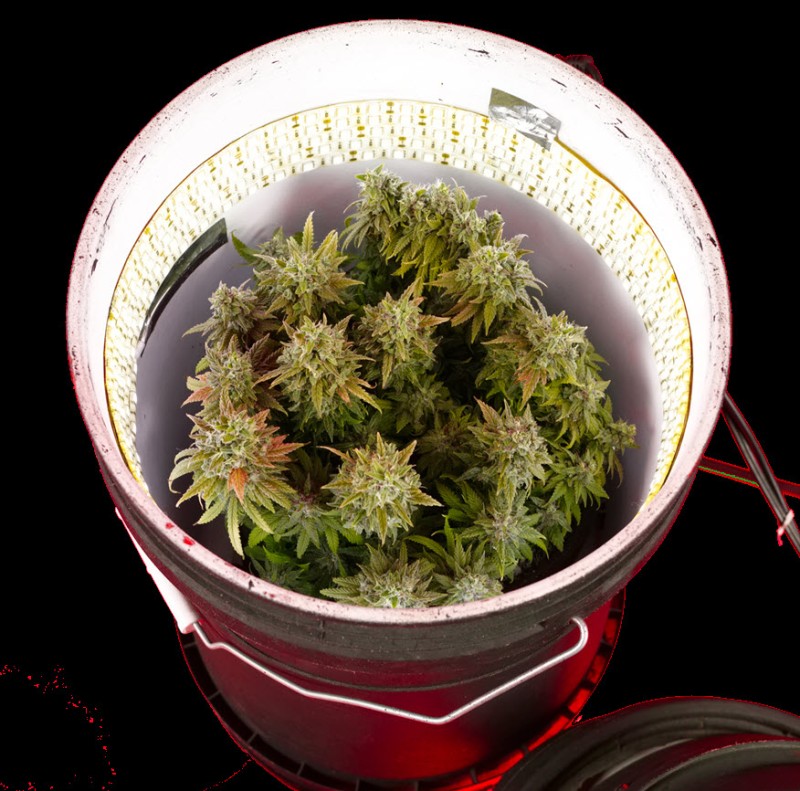 Space buckets to grow cannabis