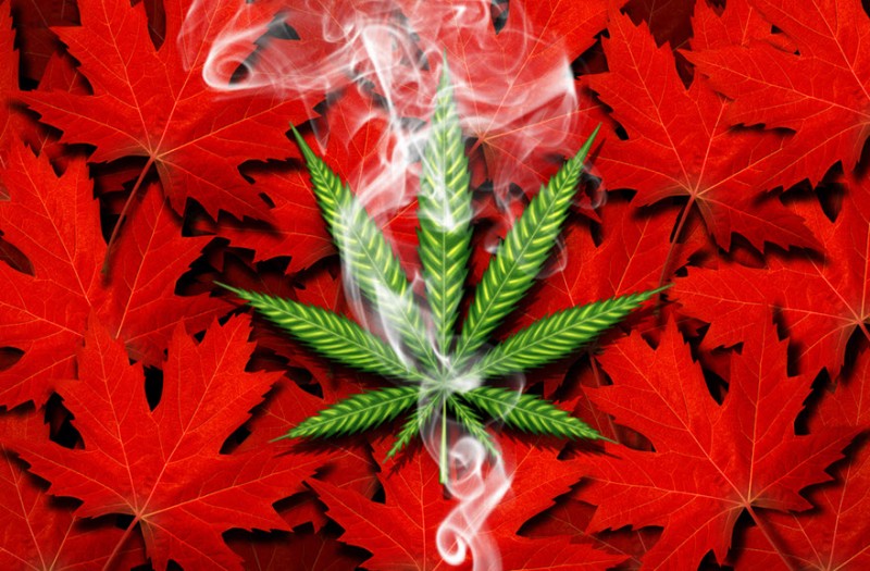 Canadian medical marijuana market shrinking