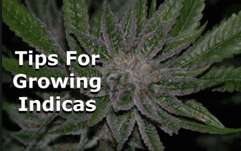 Tips For Growing Indica Cannabis Strains