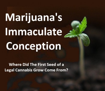 Marijuana's Immaculate Conception - Where Did the First Legal Grow in a State Get Their First Seed?