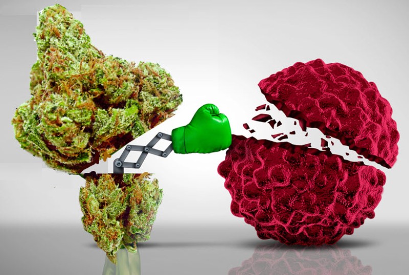 cannabinoids fight cancer