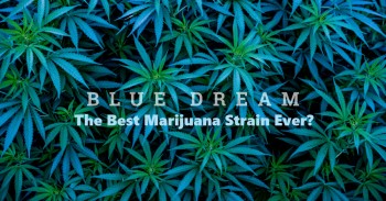 Is Blue Dream The Greatest Cannabis Strain of All Time?