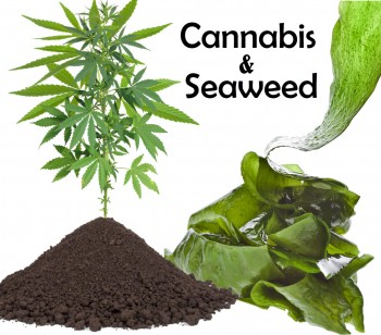 Seaweed for Your Cannabis Plants - Why Seaweed Use in Cannabis Cultivation is Booming!