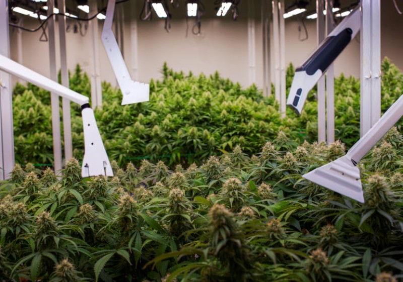indoor vs outdoor grow benefits