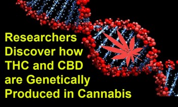 Researchers Discover How THC and CBD are Genetically Produced in Cannabis (FIRST TIME)