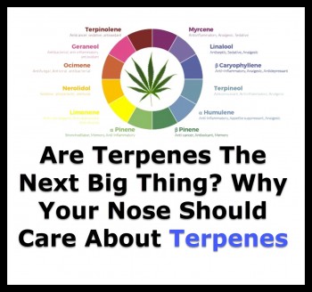 Are Terpenes The Next Big Thing? Why Your Nose Should Care About Terpenes