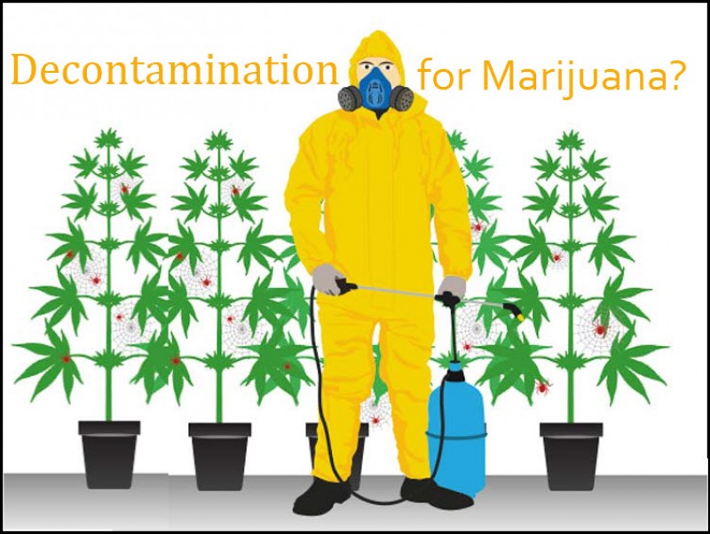 cannabis decontamination
