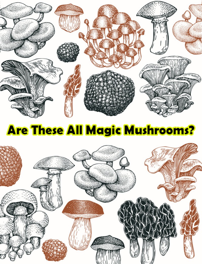 do you know how many magic mushrooms there are