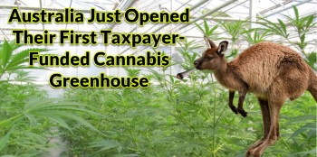 Australia Just Opened Their First Taxpayer-Funded Cannabis Greenhouse