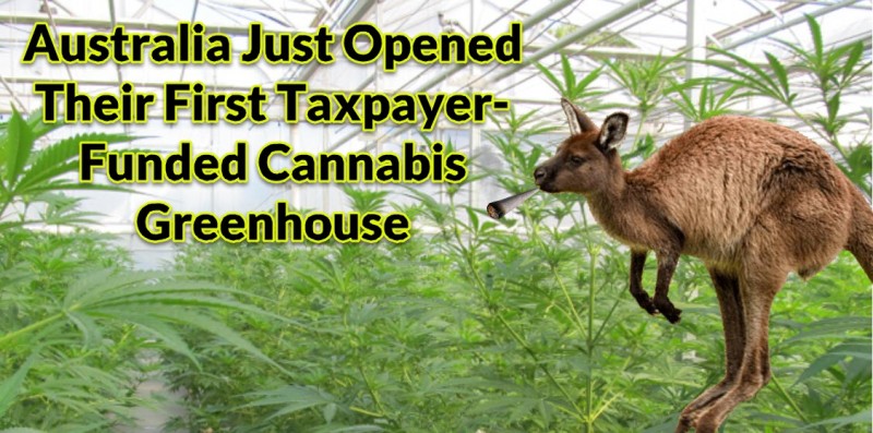 Australian Greenhouse of Cannabis