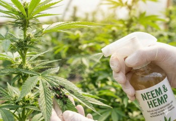 Cannabis as an Insecticide? - Can Mary Jane Help Keep Deadly Insects Away?