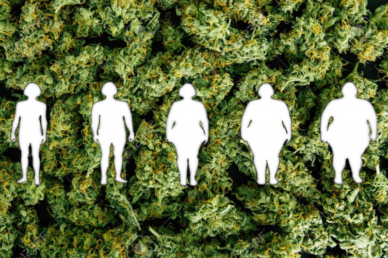 cannabis strains for obesity
